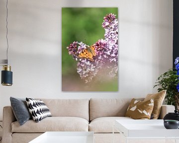 Vlinder (grote vos) op bloemen | Natuurfoto in Zuid-Kennemerland van Dylan gaat naar buiten