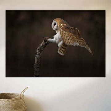 Kees die Schleiereule