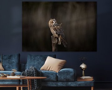 Puck the long-eared owl by Roelie Steinmann