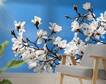 Witte bloemen van de Magnolia lentebloesem van Jessica Berendsen