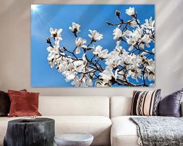White flowers of the Magnolia spring blossom by Jessica Berendsen