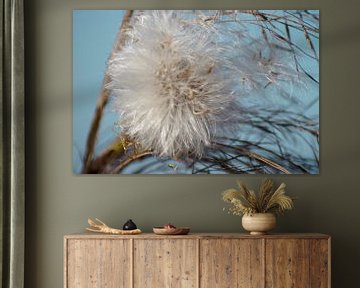 Dandelion in the light by Foto Studio Labie