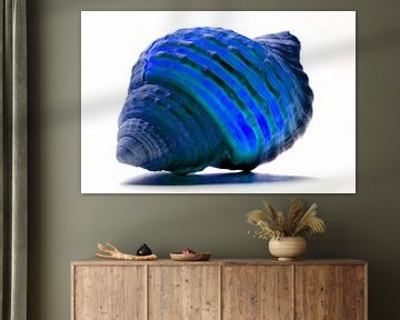 Muschel in Blau von De Rover