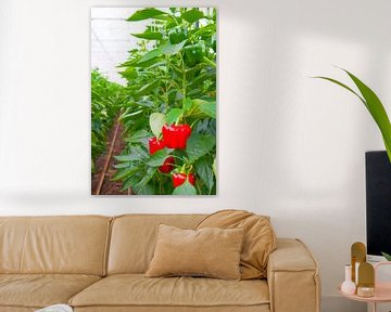 Red paprika growing on paprika plants in a greenhouse