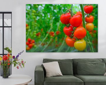 Verse rijpe tomaten aan tomatenplanten