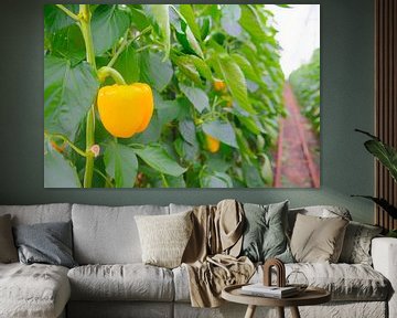 Gelbe Paprika wächst an Paprikapflanzen im Gewächshaus von Sjoerd van der Wal Fotografie