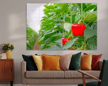 Red paprika growing on paprika plants in a greenhouse by Sjoerd van der Wal Photography