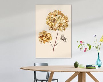 hydrangea branch by Klaartje Majoor