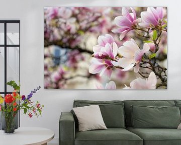 Bloeiende Magnolia in de lente van André Post