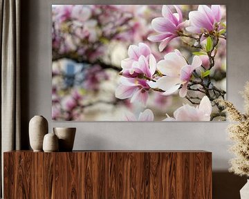 Bloeiende Magnolia in de lente van André Post