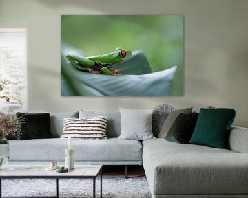Coole kikker, Roodvoetmaki kikker, groene boomkikker Costa Rica van Mirjam Welleweerd