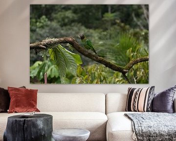 Rainbow collored parrot of Costa Rica by Mirjam Welleweerd