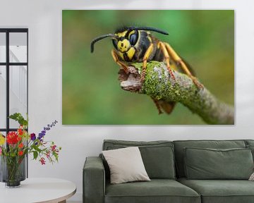 Queen German wasp (Vespula germanica) by Jeroen  Ruël