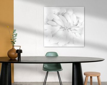weiße Chrysantheme von Klaartje Majoor