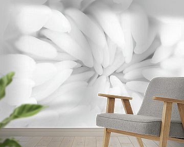 white white chrysanthemum by Klaartje Majoor