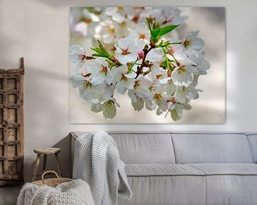 Japanese Cherry Blossom (Sakura) by Eduard Lamping