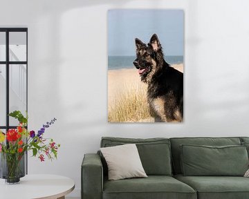 Duitse herder op het strand van Annelies Cranendonk