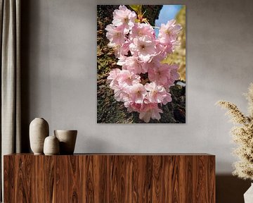 Sakura (Japanse Kersen Bloesem) van Eduard Lamping