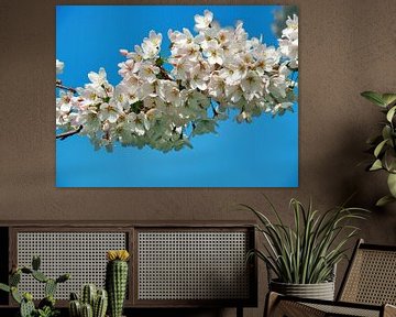 Sakura (fleur de cerisier japonais) sur Eduard Lamping