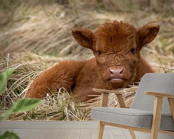 Schotse Hooglander kalf liggend in het gras van Marjolein van Middelkoop