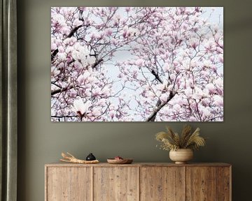 Pink flowers of the Magnolia spring blossom I by Jessica Berendsen