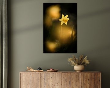 Daffodils in sunlight van Bob Daalder