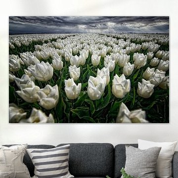 bollenvelden op Goeree-Overflakkee