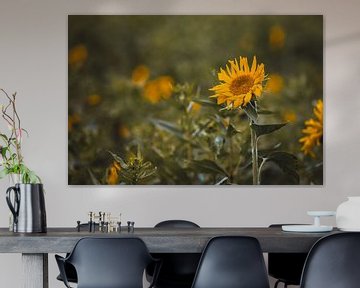 Zonnebloemen van Markus Weber
