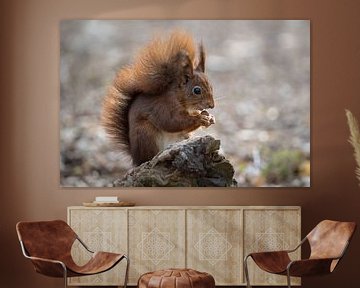 Rotes Eichhörnchen von Marian van der Kallen Fotografie