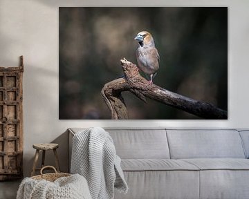 Apple Finch sur Marian van der Kallen Fotografie