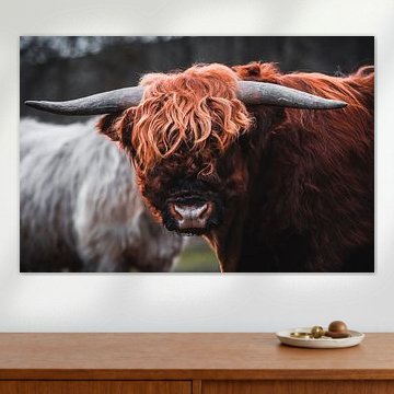 Bovins écossais Highland