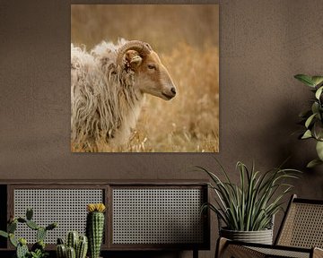 Drents heath sheep between high grass by Latifa - Natuurfotografie