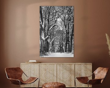 Winter oak avenue in zwart-wit van Jürgen Schmittdiel Photography