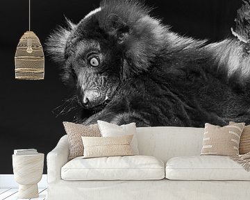 Wat gebeurt er? (Rode Vari)