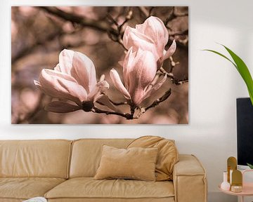 Sepia toning bloesem van magnolia met bokeh in de lente van Dieter Walther