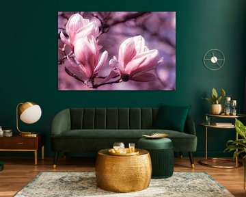 pink flower macro magnolia with bokeh in springtime by Dieter Walther
