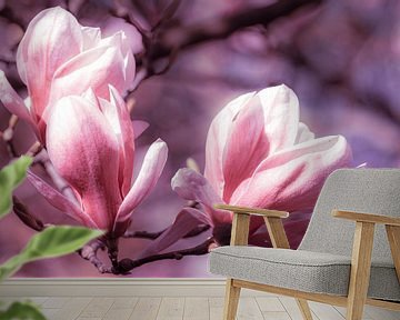 pink flower macro magnolia with bokeh in springtime by Dieter Walther