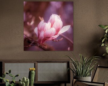 Macro roze bloesem magnolia met bokeh in de lente van Dieter Walther