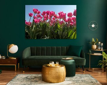 Pink Tulips by Alma Rutten