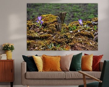 Tree trunk with crocus growth