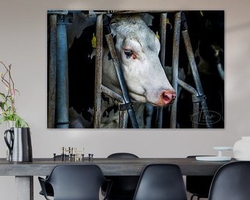 Koeien gezicht door de stal heen van Tina Linssen