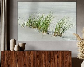 Grasses on the beach by Anja B. Schäfer