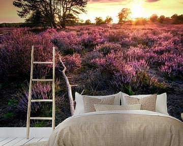 Flowering heathland on the Loenermark by Rob Sprenger