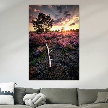 Blühende Heidelandschaft in der Lönermark