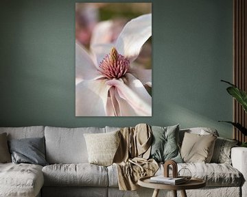 Magnolia by Martina Weidner