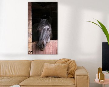 Grijs dier trekpaard in rustiek houten stal van Studio Stien