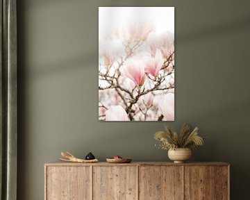 Magnolia