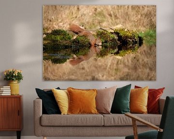 écureuil en réflexion