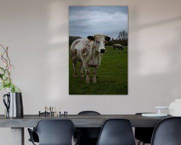koe in de wei van Hartsema fotografie