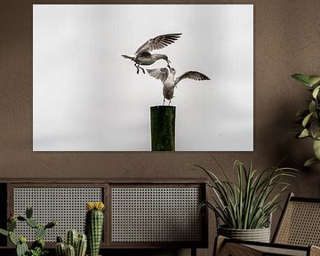 flirtatious seagulls by Diana Kors